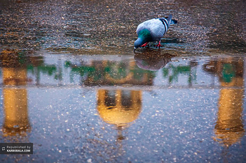 حال و هوای یک روز بارانی در بین‌الحرمین / گزارش تصویری