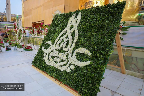 گل آرایی حرم امیرمؤمنان علی (ع) با هزاران شاخه گل / گزارش تصویری