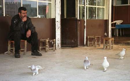 ممنوعیت پرورش کبوتر توسط داعش