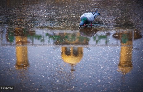 حرم مطهر سیدالشهدا (ع)